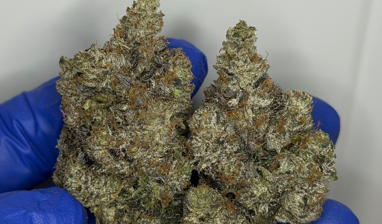 Pink Cartier bud photo 2